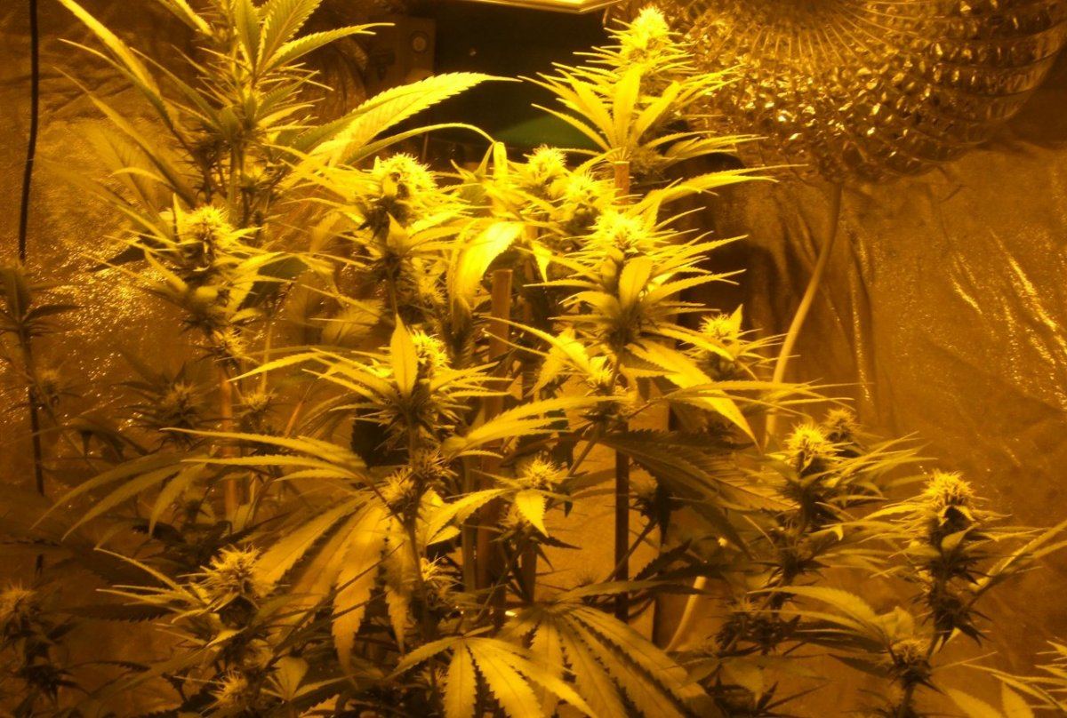 3wk pine