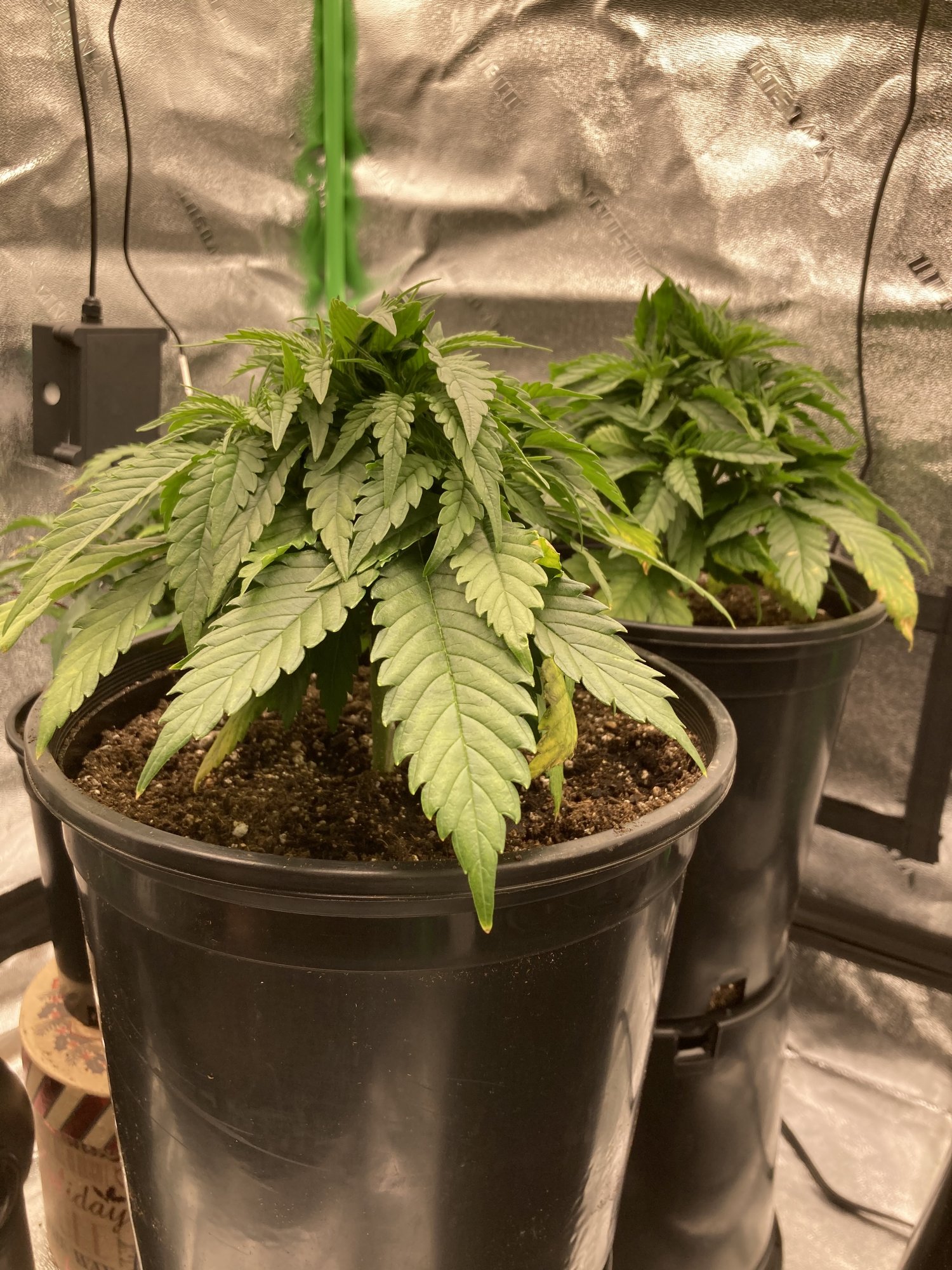 3x3 300watt organic grow og kush 2