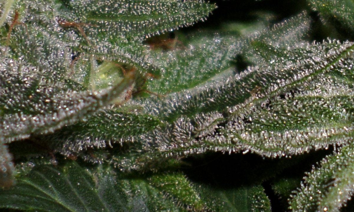 4 25 17 UD  13