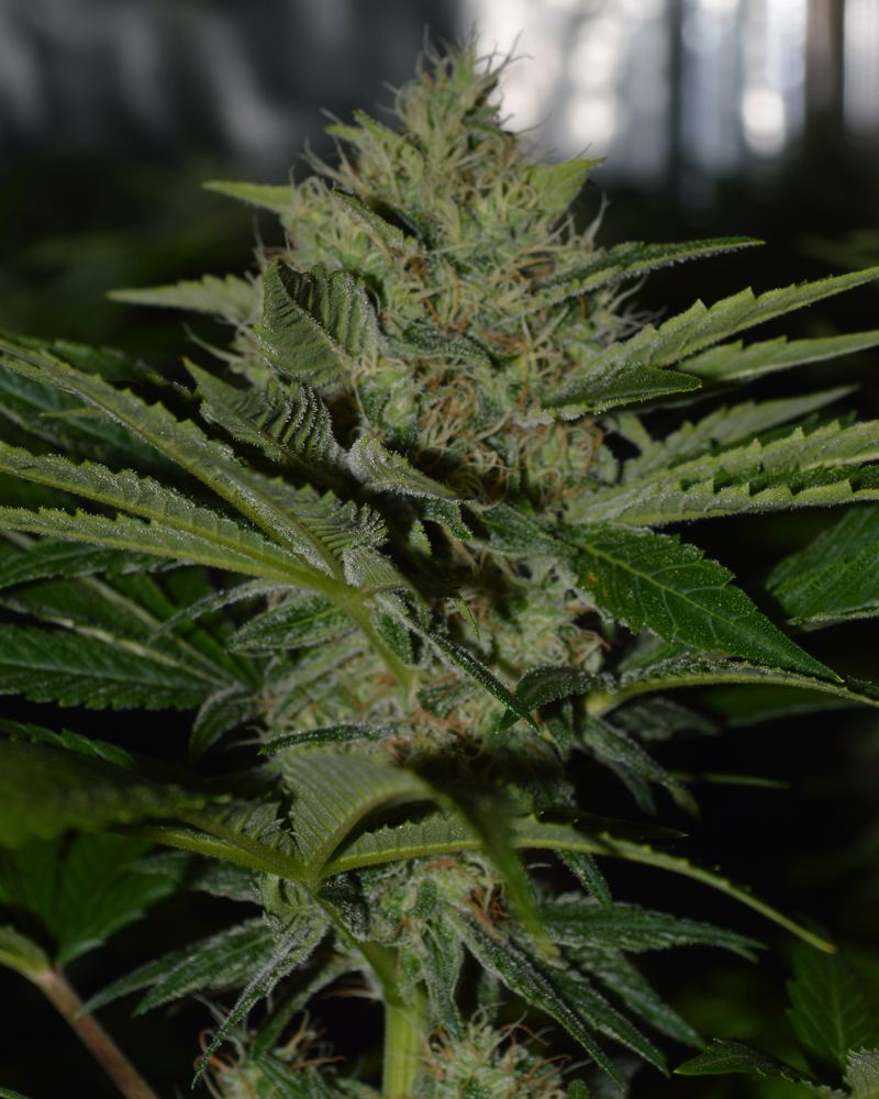 4 5w5