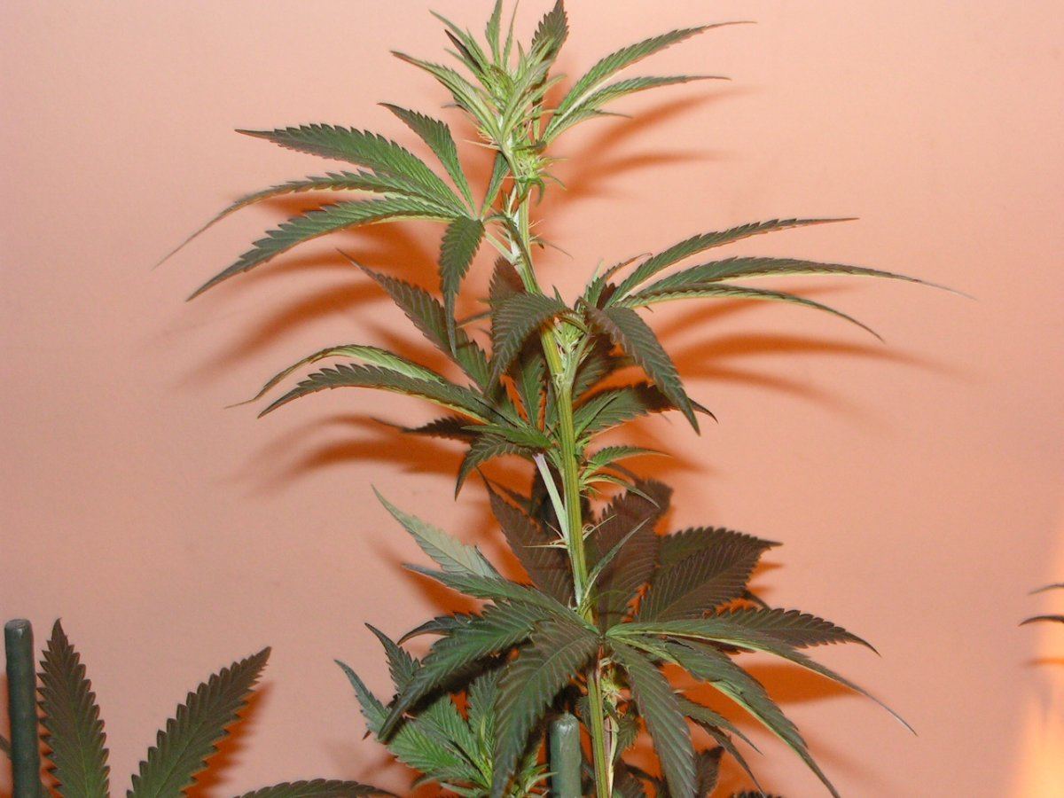 4 alien cookie