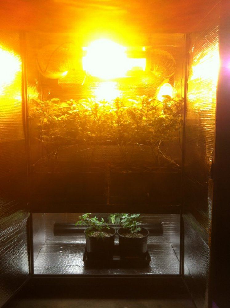 4 chamber perpetual cabinet grow 600w hps  600w mh  t5  led 2