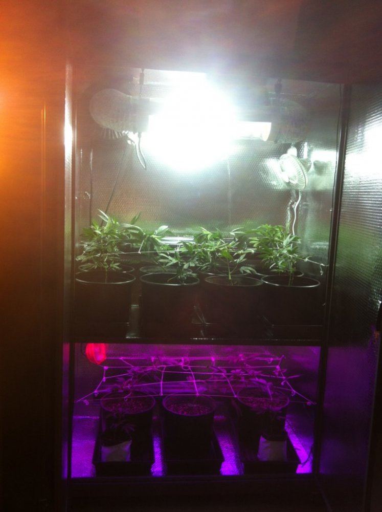 4 chamber perpetual cabinet grow 600w hps  600w mh  t5  led 3