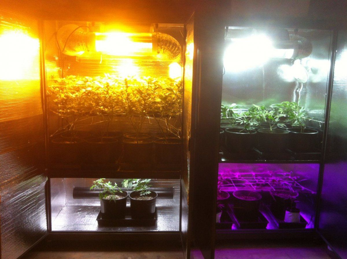 4 chamber perpetual cabinet grow 600w hps  600w mh  t5  led