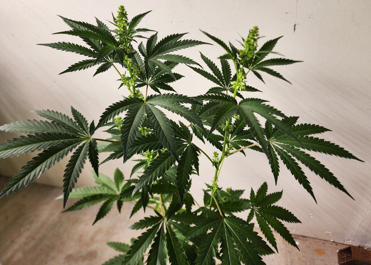 4   CP x MMM 3