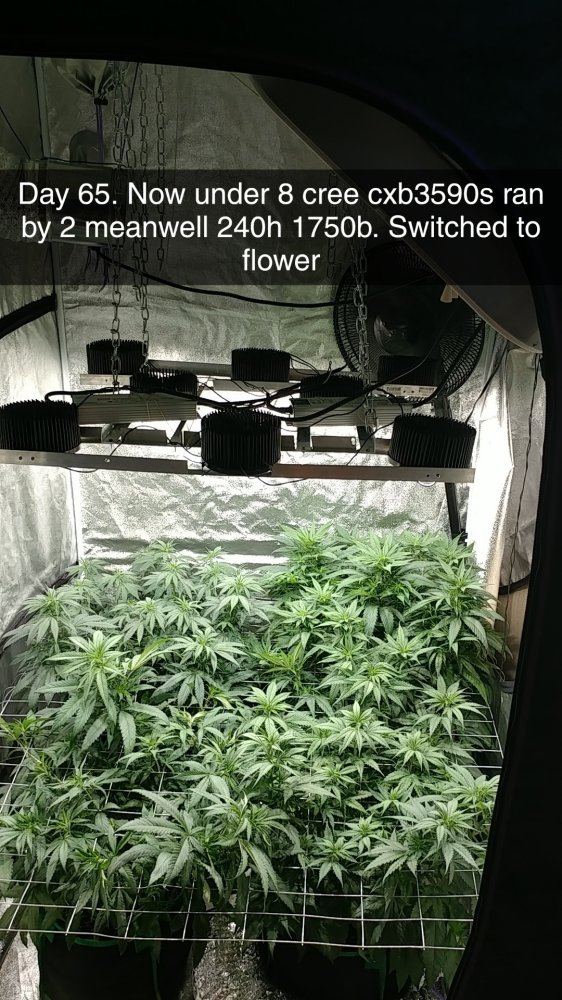 4 different strains enetering week 2 of flower follow along time lapse pics inside 13