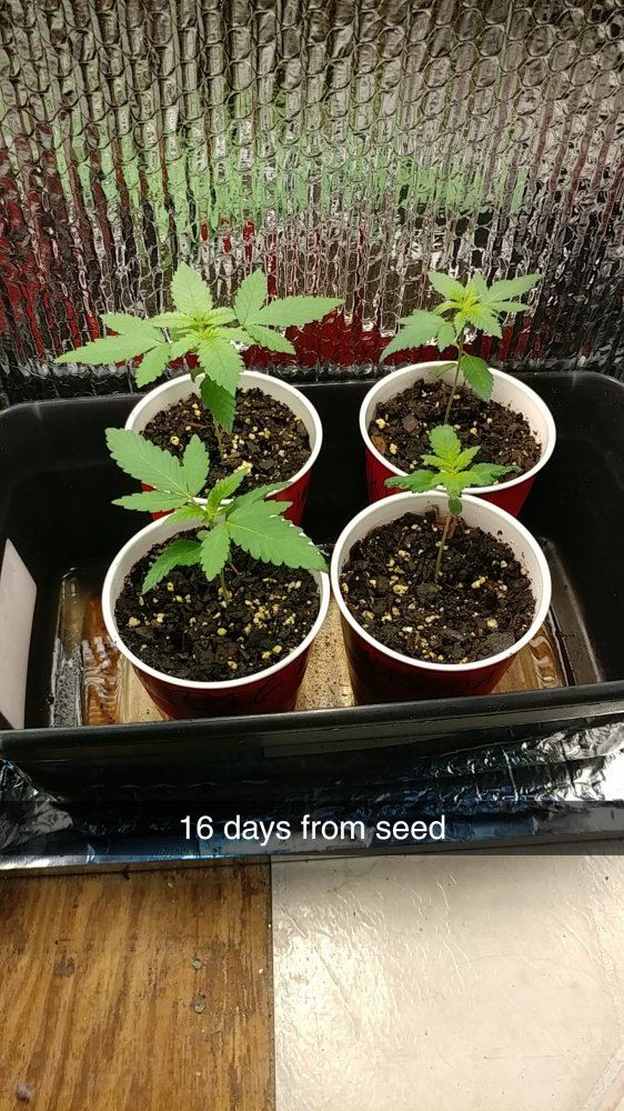 4 different strains enetering week 2 of flower follow along time lapse pics inside 14
