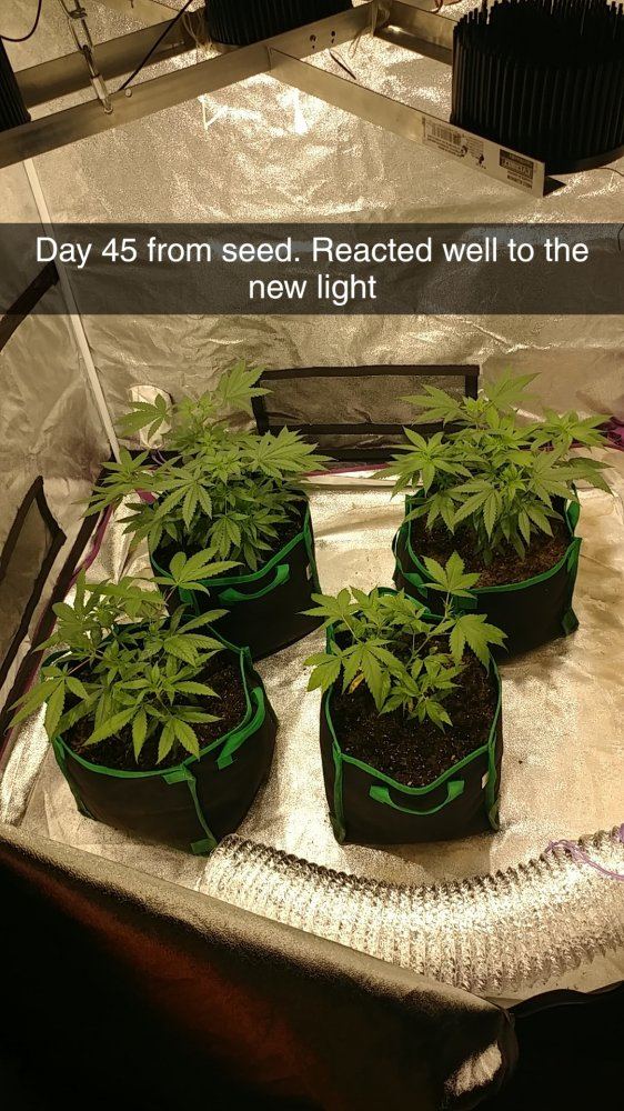4 different strains enetering week 2 of flower follow along time lapse pics inside 18