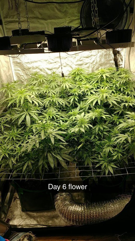 4 different strains enetering week 2 of flower follow along time lapse pics inside 2