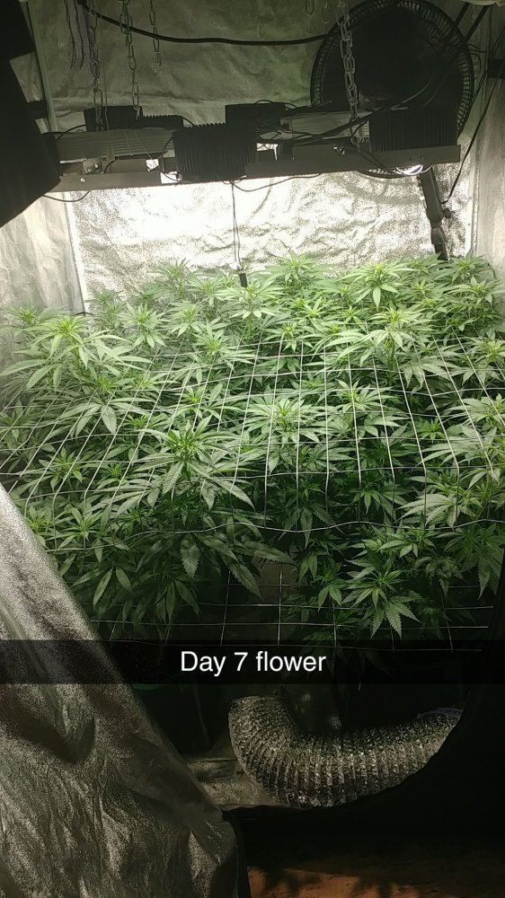 4 different strains enetering week 2 of flower follow along time lapse pics inside 4