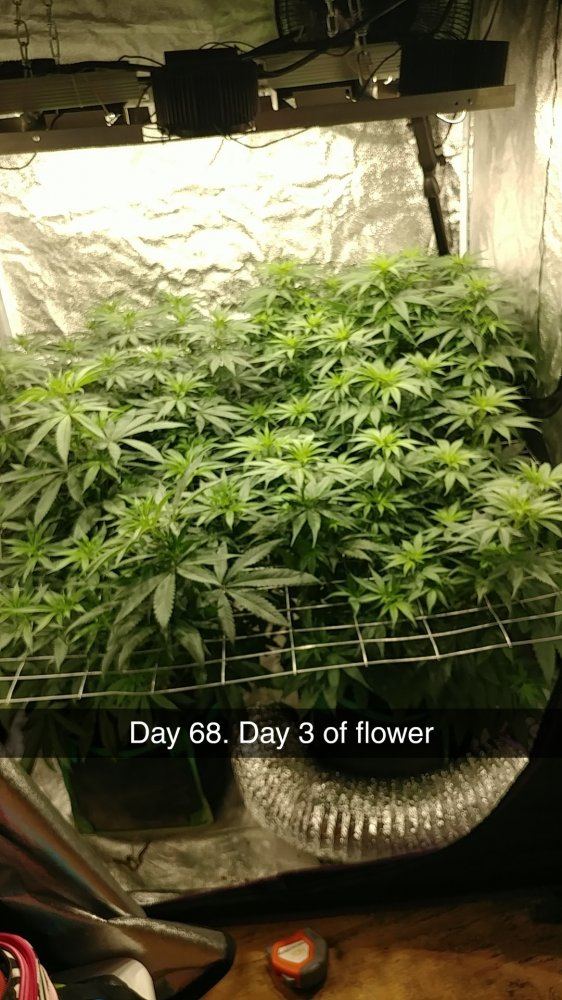 4 different strains enetering week 2 of flower follow along time lapse pics inside 5