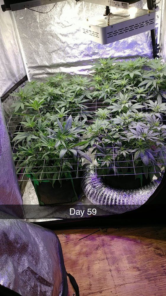 4 different strains enetering week 2 of flower follow along time lapse pics inside 6
