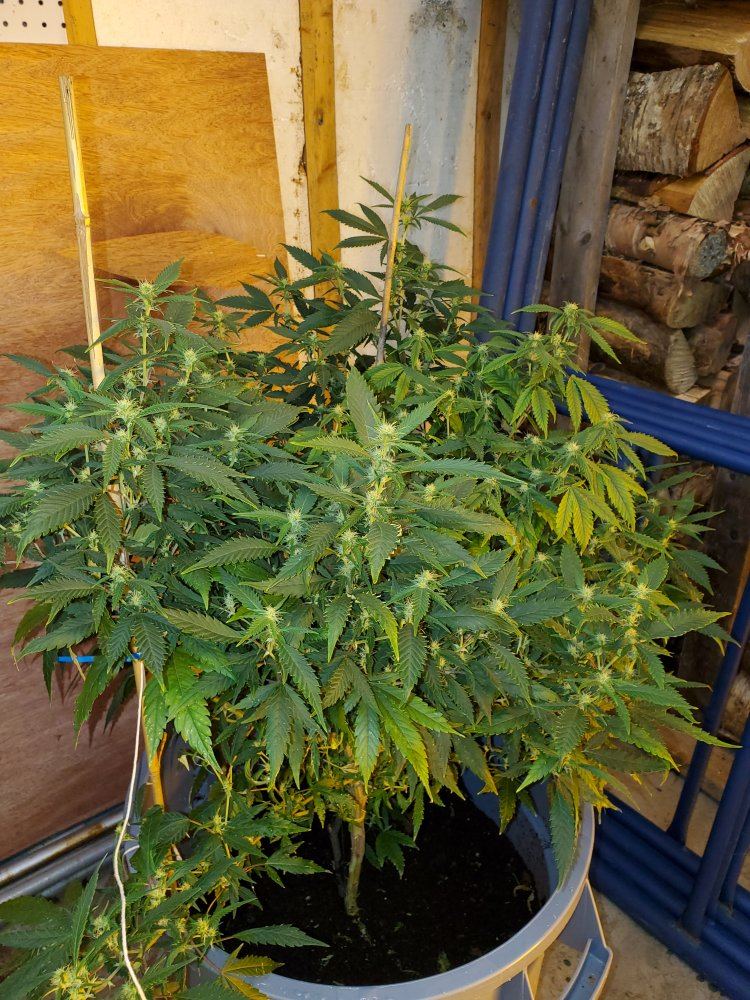 4 green crack ladies i am currently growing 11