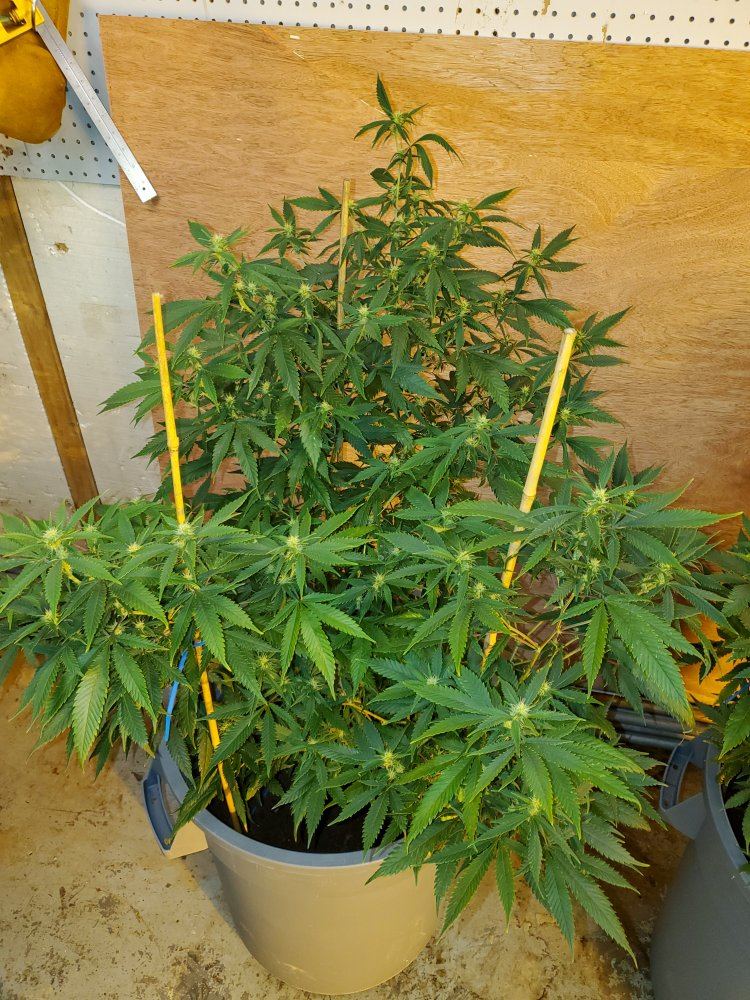 4 green crack ladies i am currently growing 15