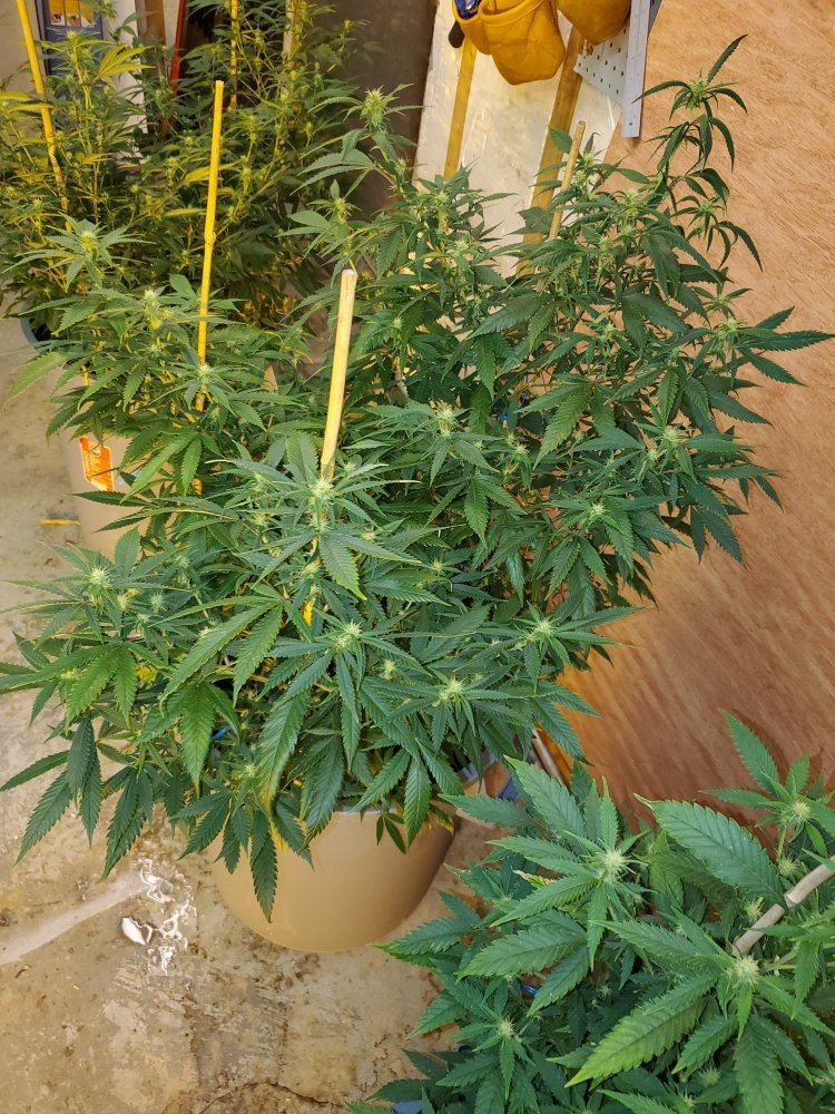 4 green crack ladies i am currently growing 3