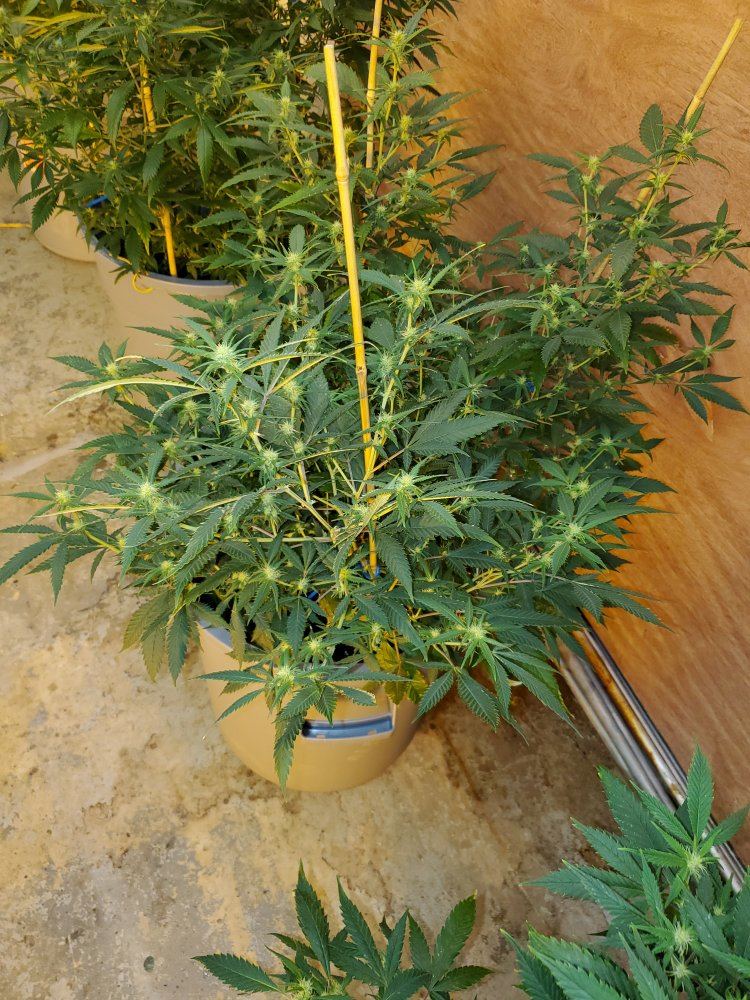 4 green crack ladies i am currently growing 4