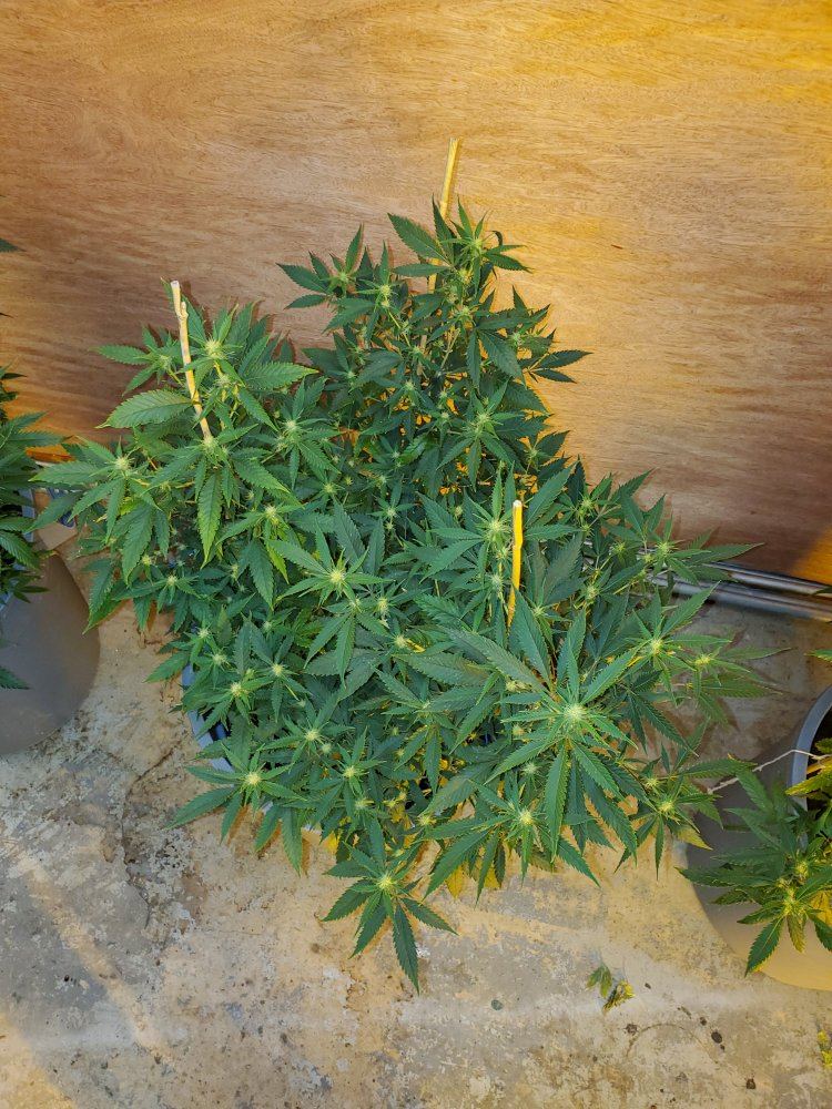 4 green crack ladies i am currently growing 7