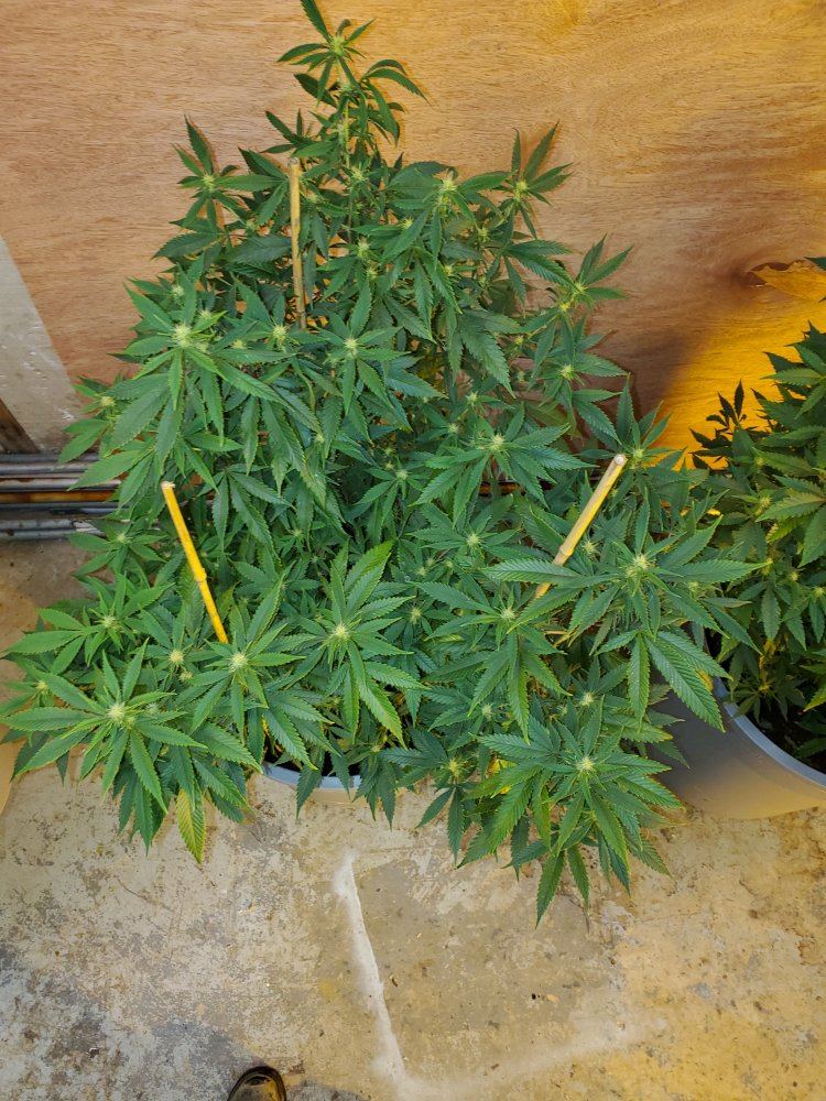 4 green crack ladies i am currently growing 8