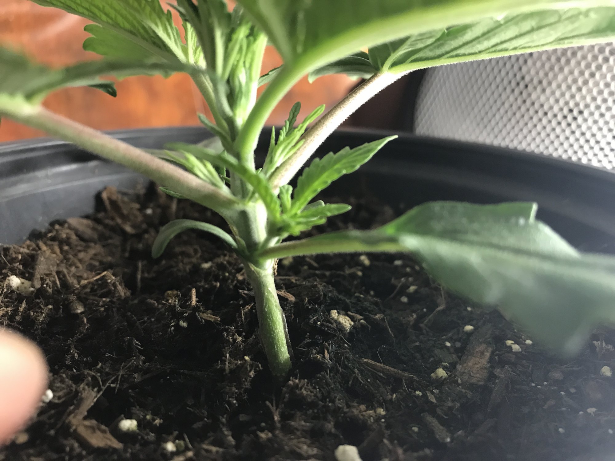 4 leaves per node my first grow 2