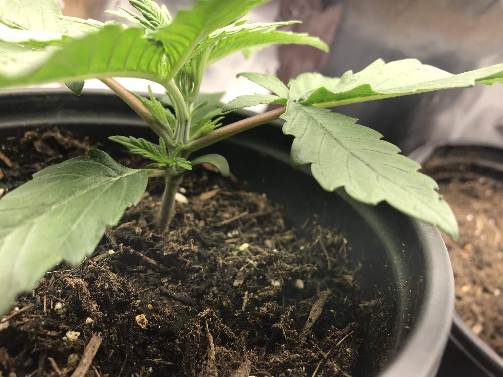4 leaves per node my first grow