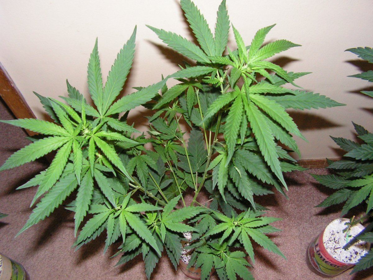 4 male 6