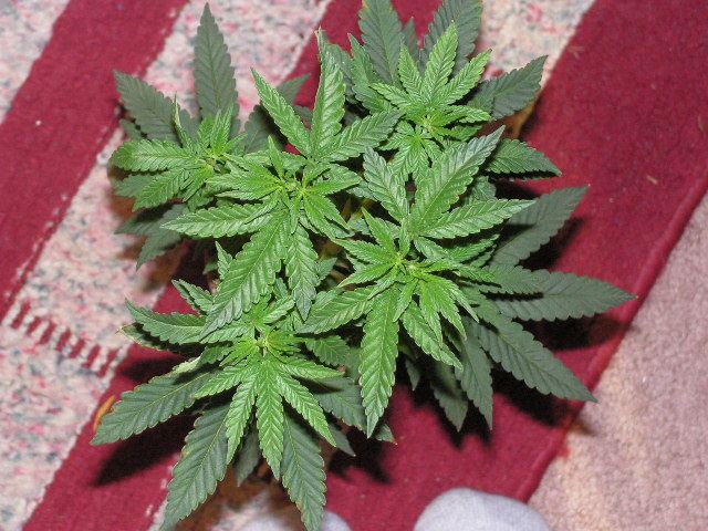 4 male