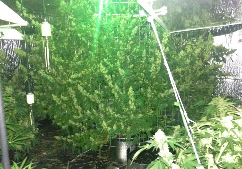 4 pound