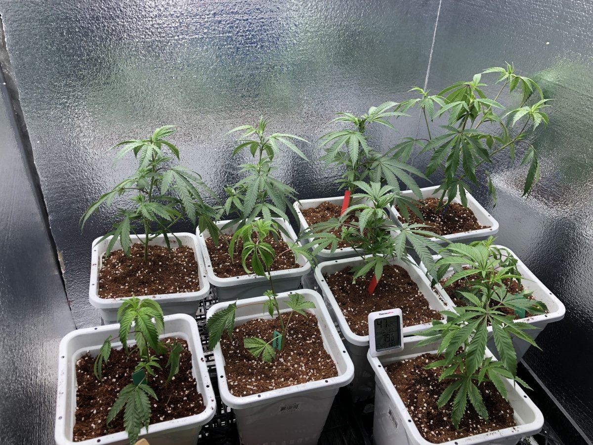 4 strain diy led grow 2