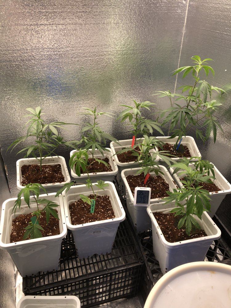 4 strain diy led grow