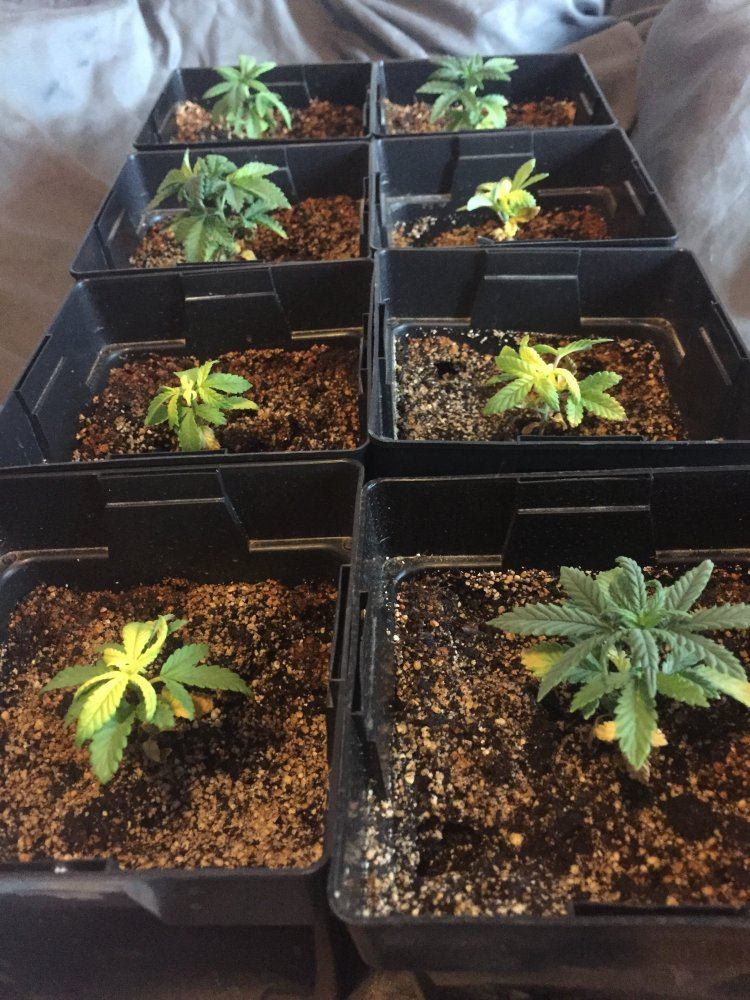 4 strains 2nd grow 3