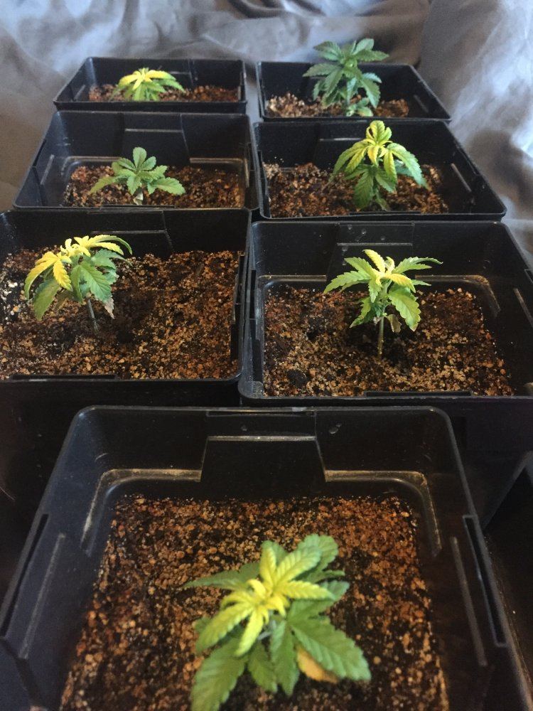 4 strains 2nd grow 4