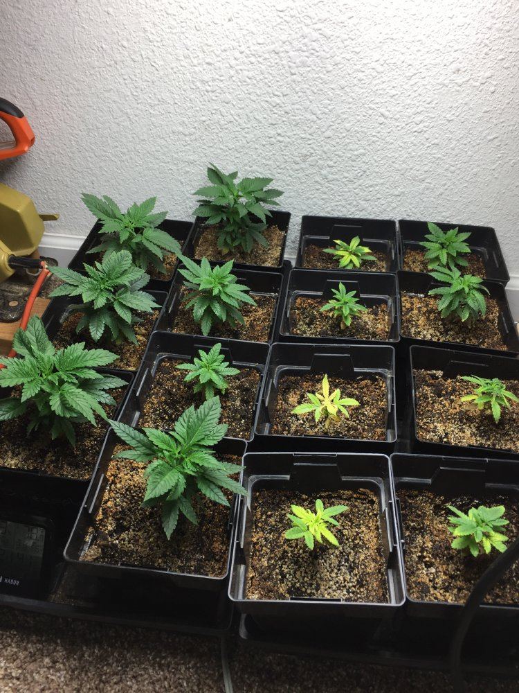 4 strains 2nd grow 5