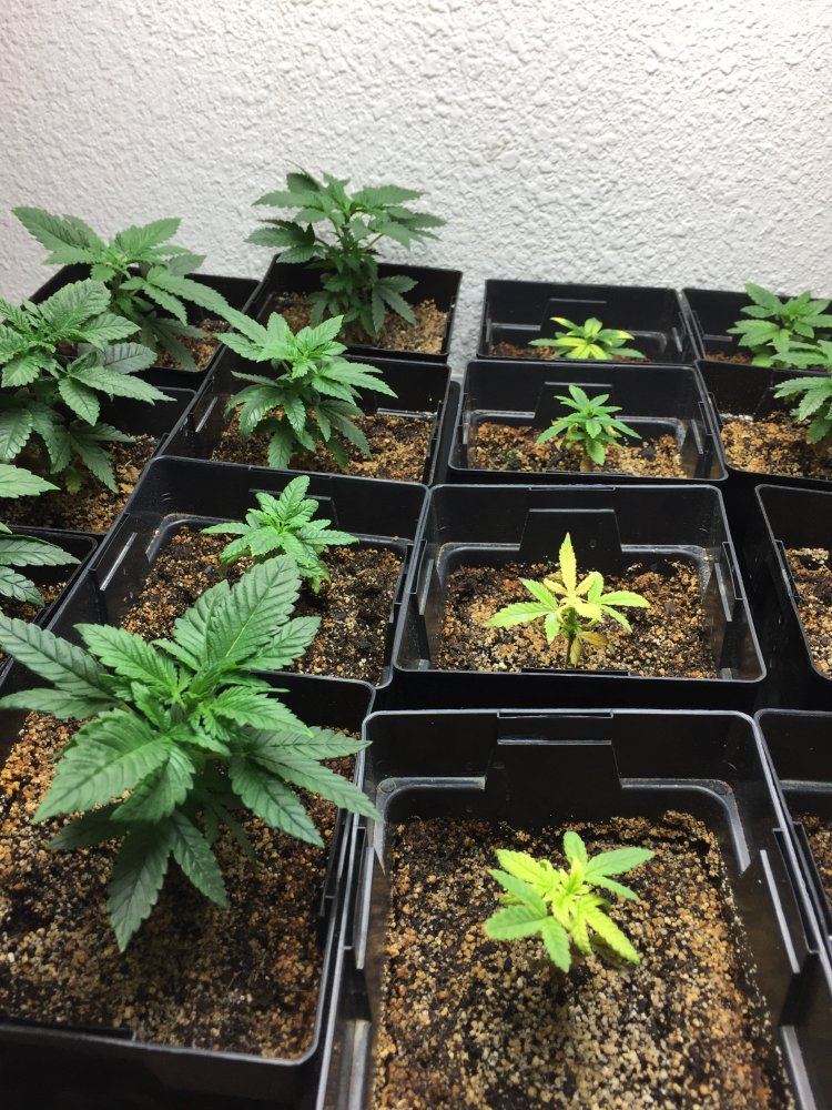4 strains 2nd grow 6