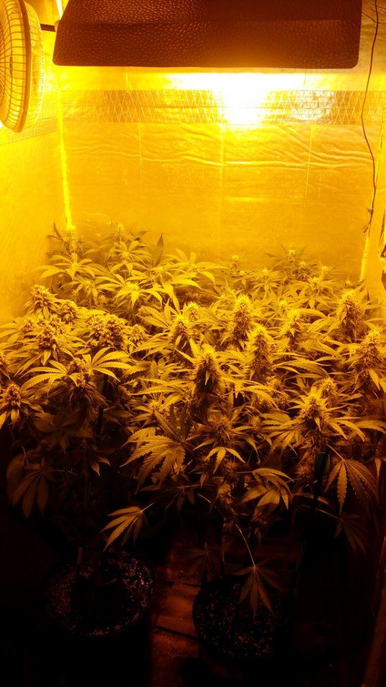 4 strains HPS cabinet