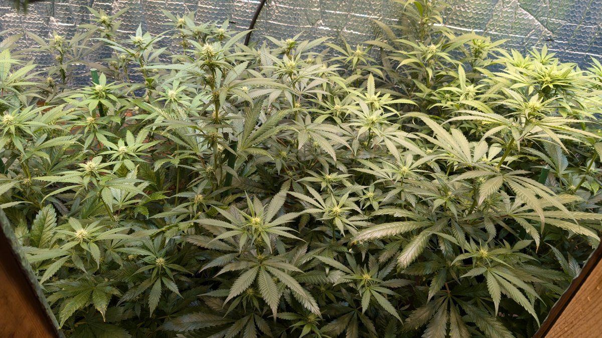 4 weeks in flower