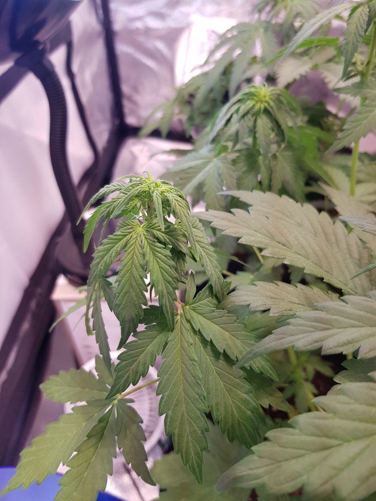 4 weeks into first grow droopy and unhappy plants 3