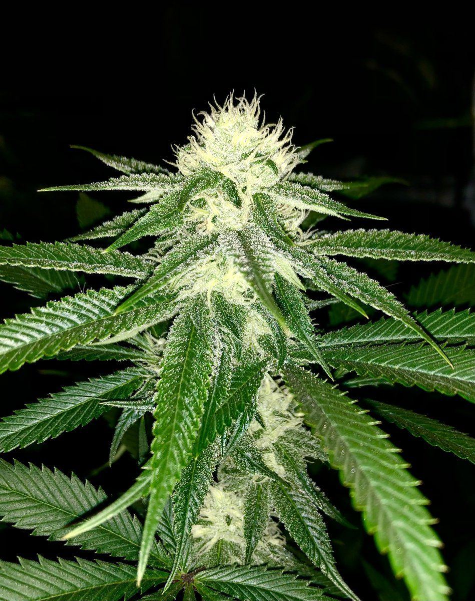 4 weeks into flower
