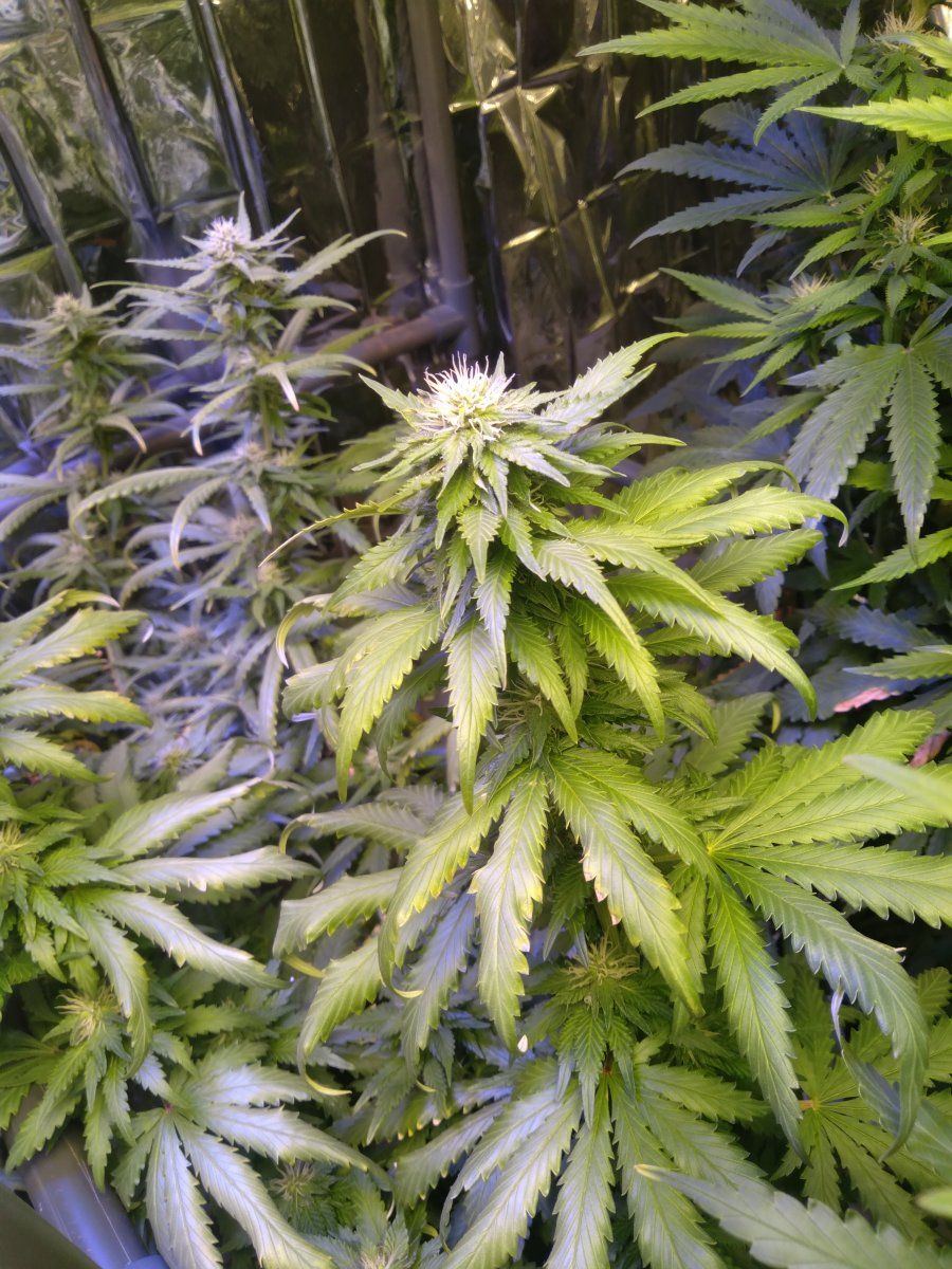 4 weeks into flower one plant looks not ok