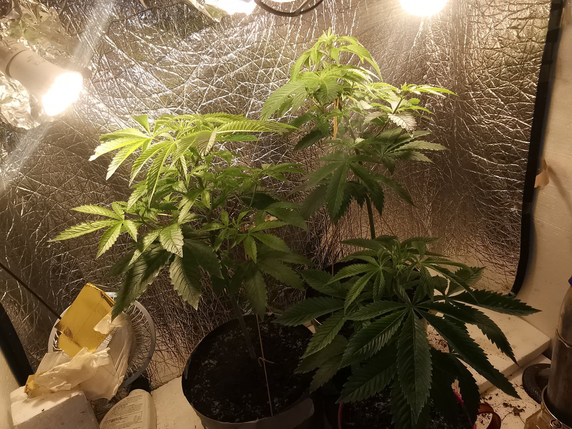 4 weeks into flower put into cycle not mature enough does it look okay now