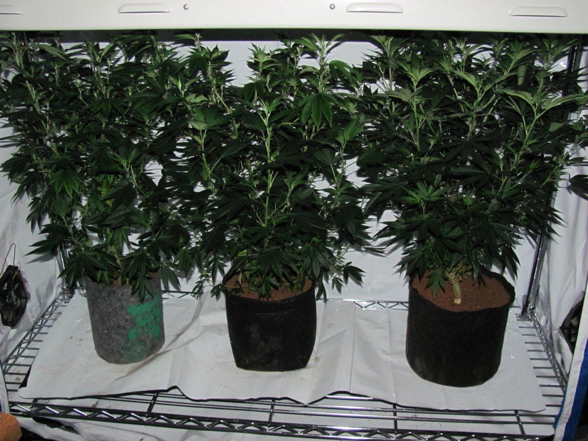 4 weeks