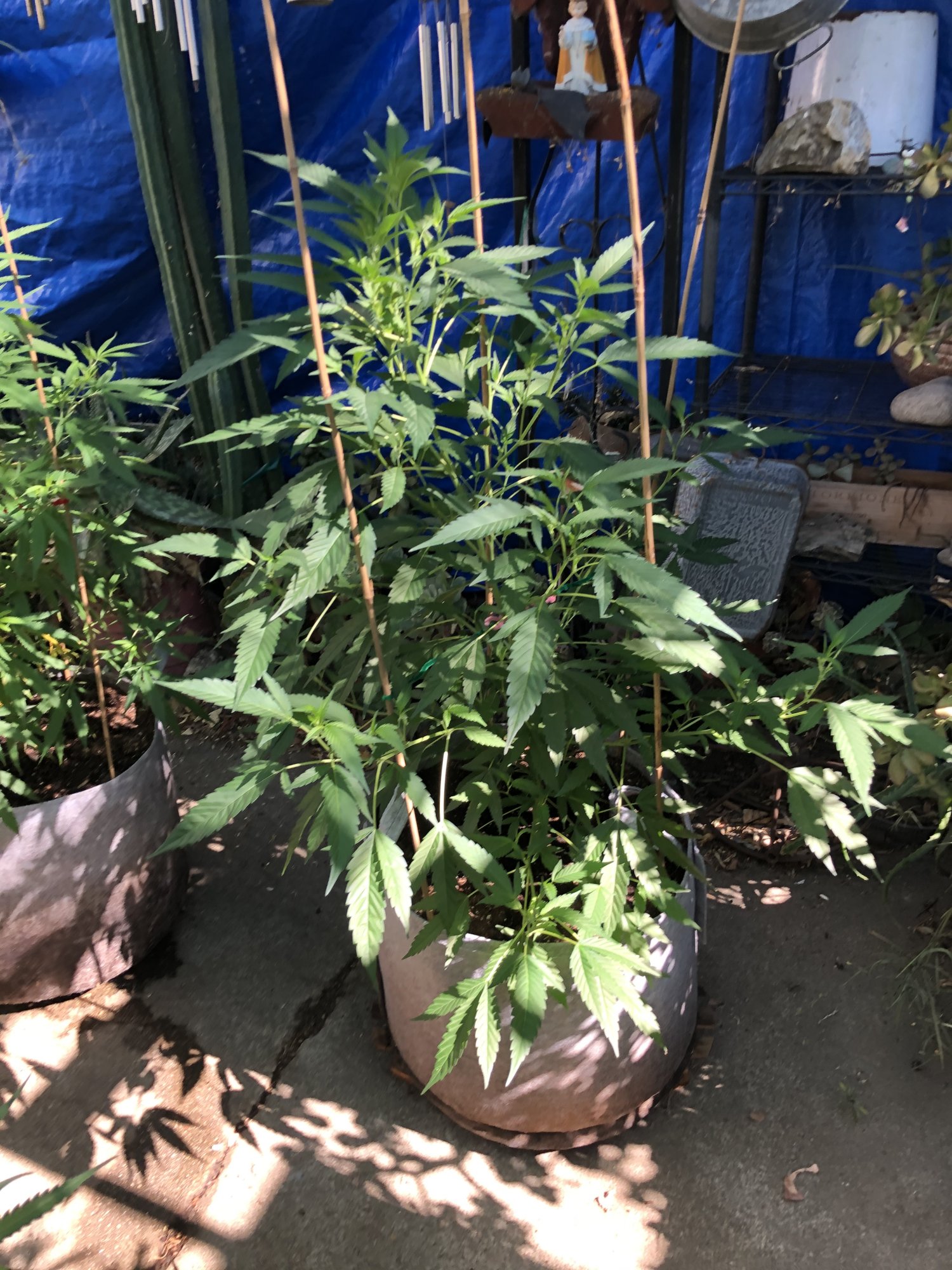 40 days in pots outside and still having fun 4