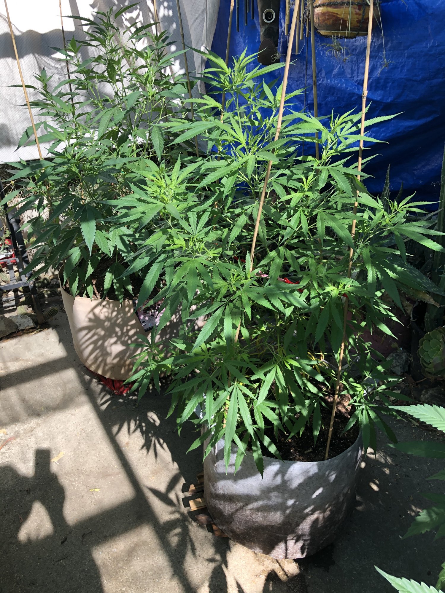 40 days in pots outside and still having fun 5