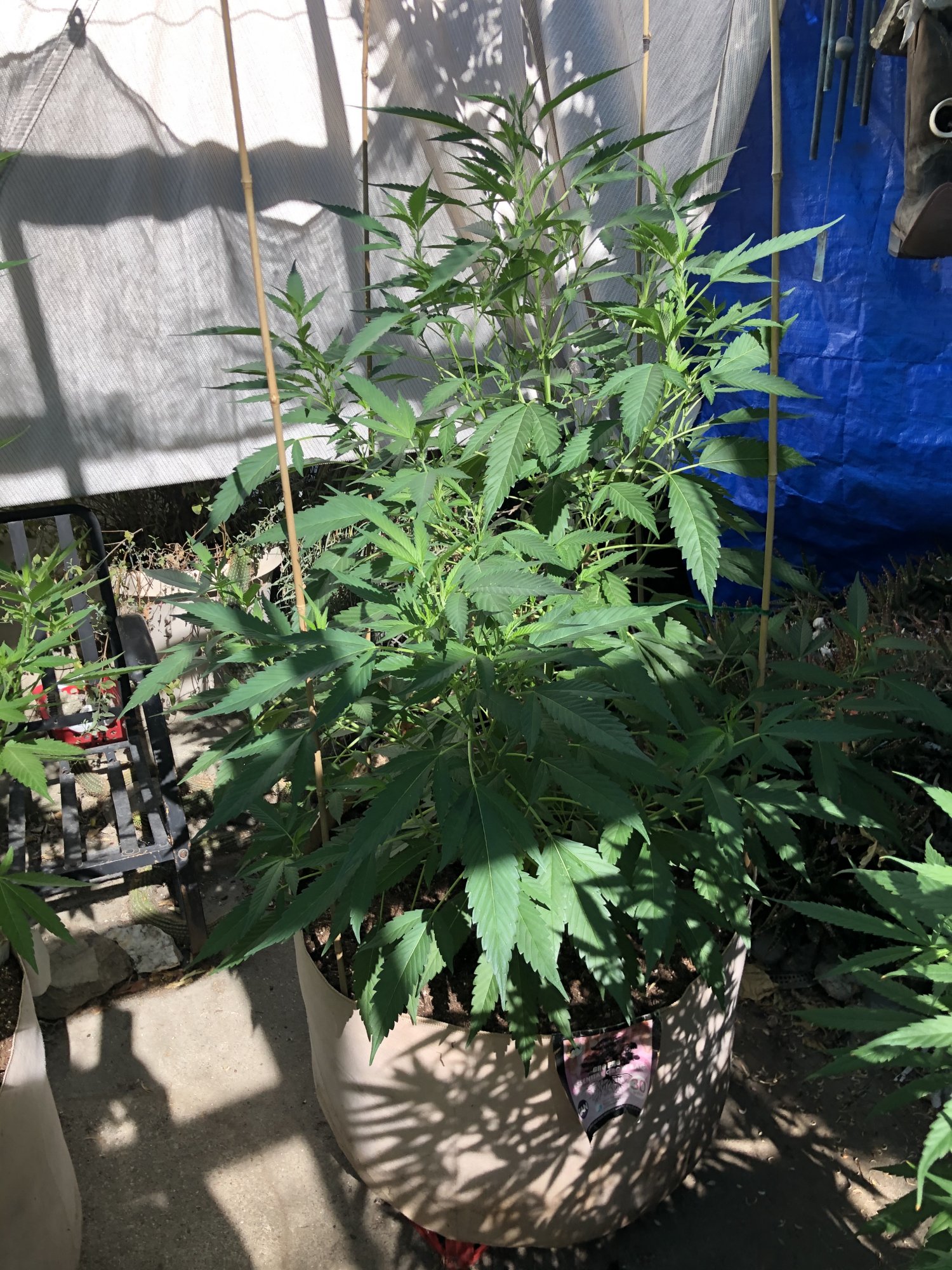 40 days in pots outside and still having fun 6