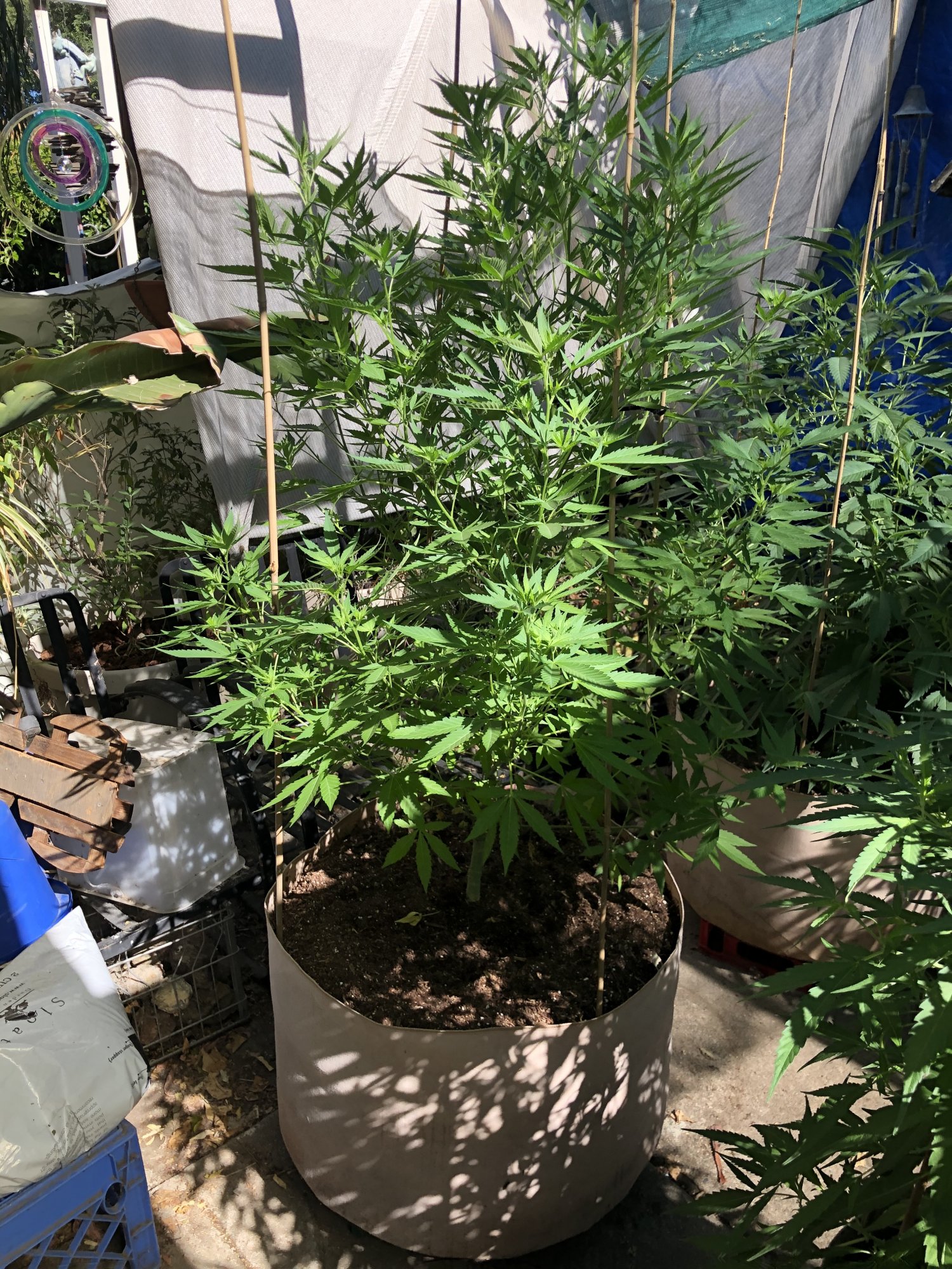 40 days in pots outside and still having fun 7