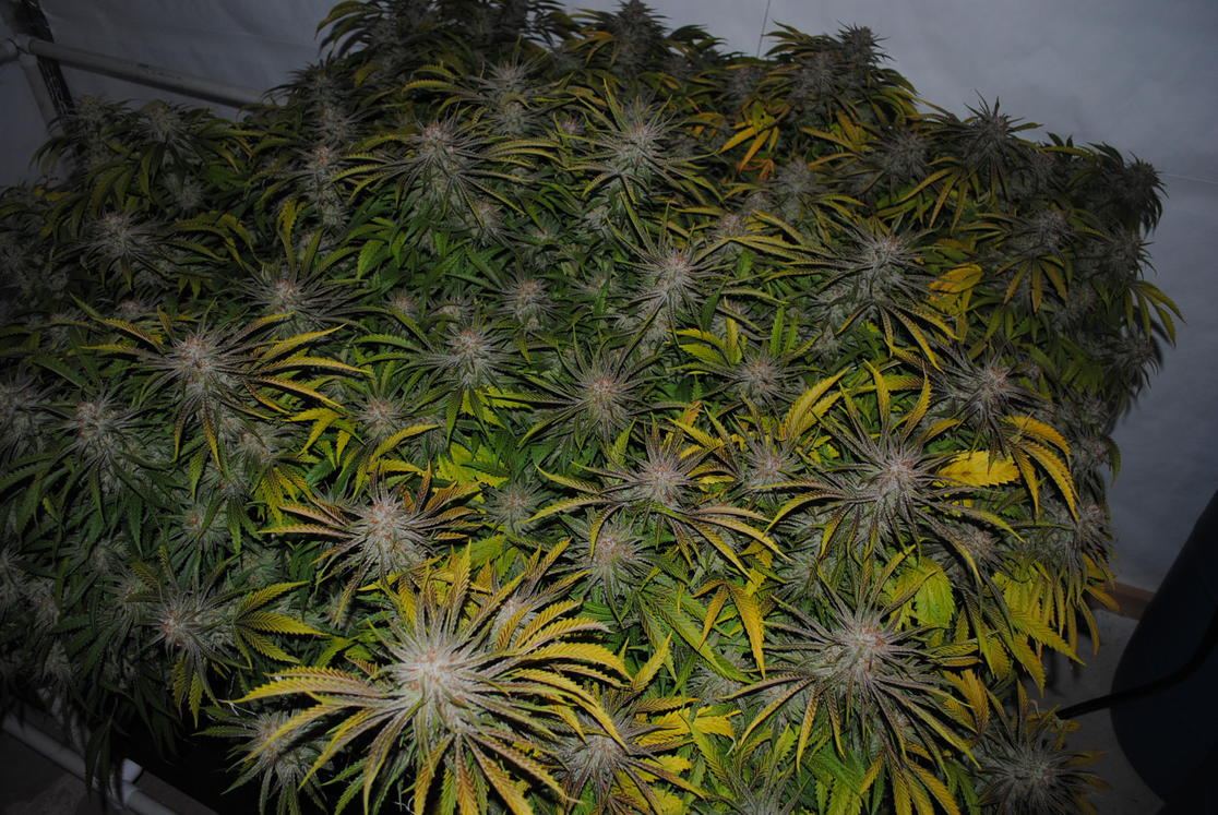 40 oz 600 watt