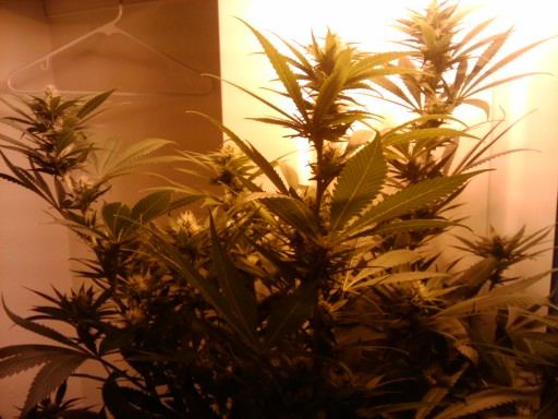 400 watt trainwreck by ghs 2