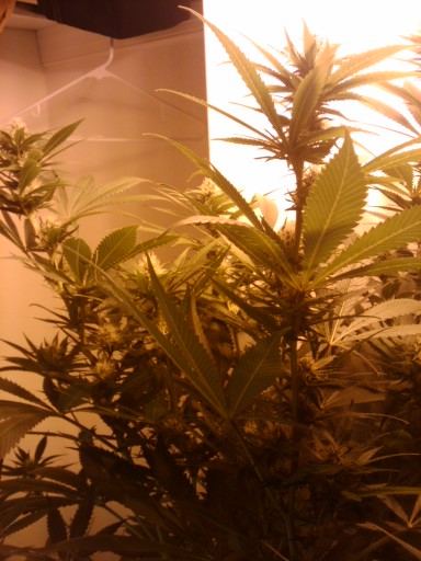 400 watt trainwreck by ghs 3