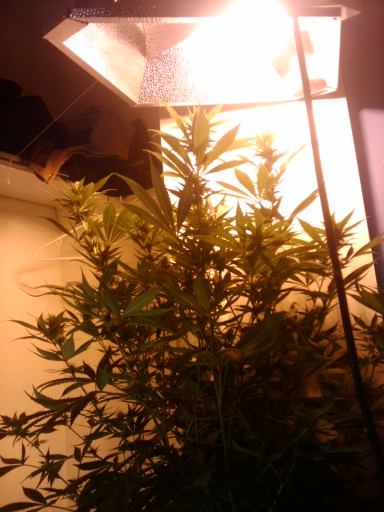400 watt trainwreck by ghs 4