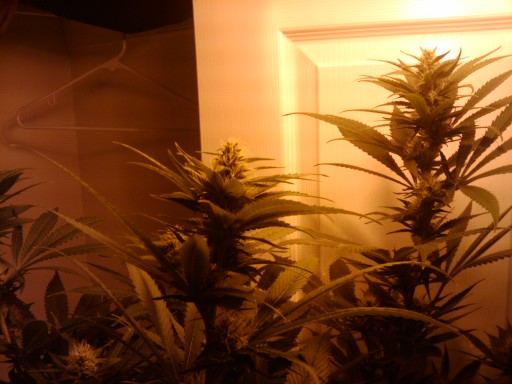 400 watt trainwreck by ghs