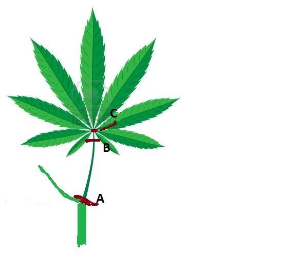 4053270 cannabis leaf vector illustration